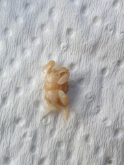Nepinnotheres