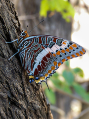 Charaxes saturnus