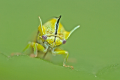 Alchisme tridentata