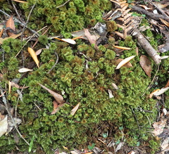 Mniodendron comosum