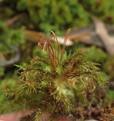 Mniodendron comosum