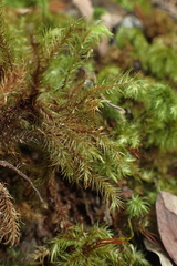 Mniodendron comosum