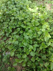 Urtica chamaedryoides