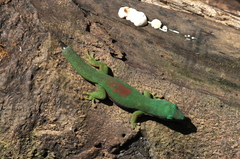 Phelsuma lineata