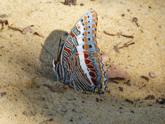 Charaxes saturnus