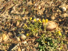 Ulex argenteus subsericeus