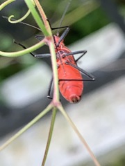 Leptocoris tagalicus
