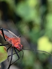 Leptocoris tagalicus