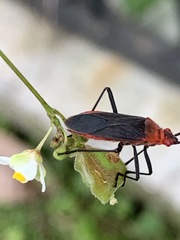 Leptocoris tagalicus