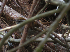 Thryophilus rufalbus