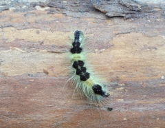 Acronicta major