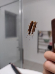 Thelyphassa lineata