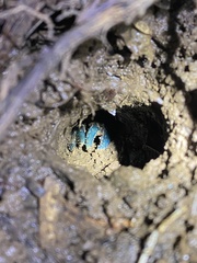Euastacus urospinosus