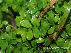 Elatostema obtusum trilobulatum