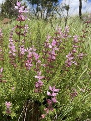 Syncolostemon transvaalensis