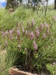 Syncolostemon transvaalensis