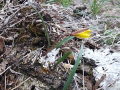 Tulipa uniflora