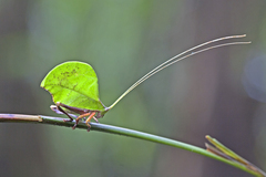 Typophyllum mortuifolium