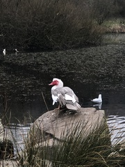 Cairina moschata domestica