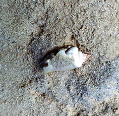 Gibberulus gibberulus