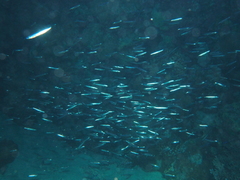 Spratelloides gracilis