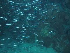 Spratelloides gracilis