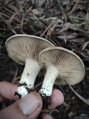 Rhodocybe malenconii