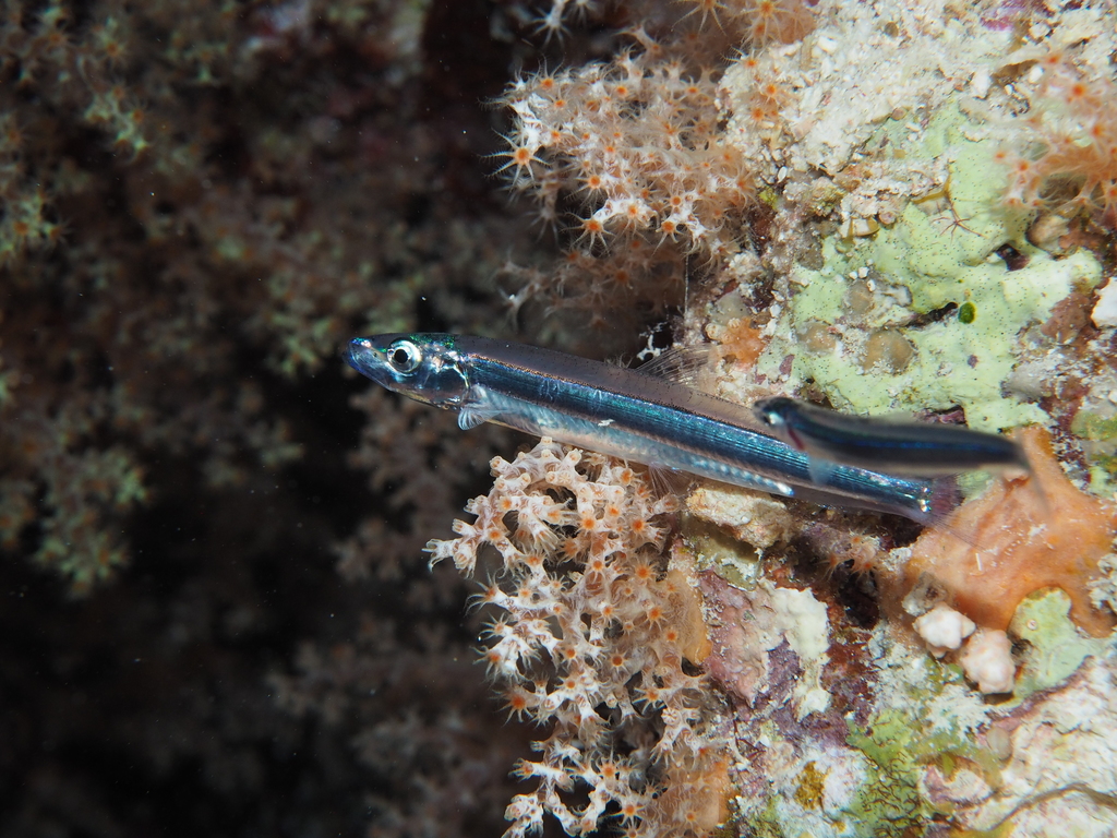 Silver-Stripe Round Herring
