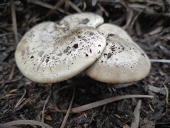 Rhodocybe malenconii