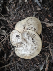 Rhodocybe malenconii