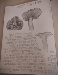 Rhodocybe malenconii