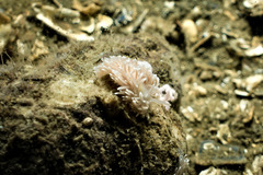 Cuthona nana