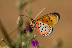 Acraea asema