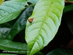 Choreutis amethystodes