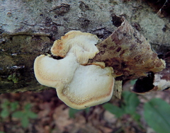 Antrodiella