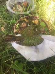 Chrysococcyx cupreus