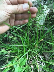 Carex debilis