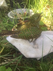 Chrysococcyx cupreus