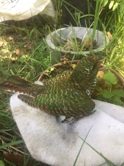 Chrysococcyx cupreus