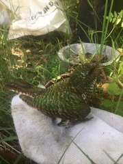 Chrysococcyx cupreus