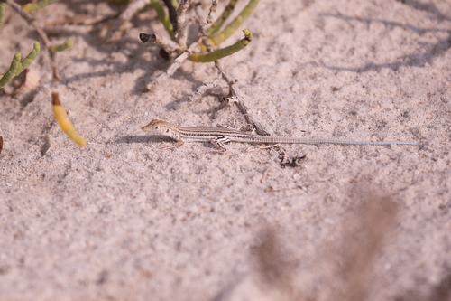 Masira Fringe-fingered Lizard, Acanthodactylus masirae