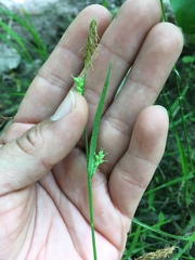 Carex debilis