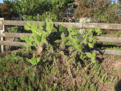 Opuntia arechavaletae