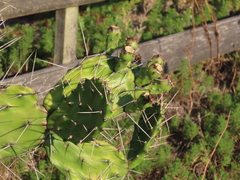 Opuntia arechavaletae