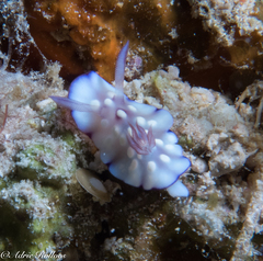 Goniobranchus hintuanensis