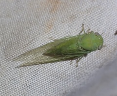 Taurella viridis