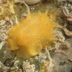 Doriopsis granulosa