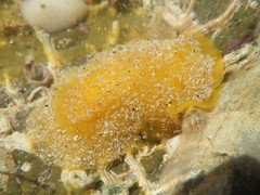 Doriopsis granulosa