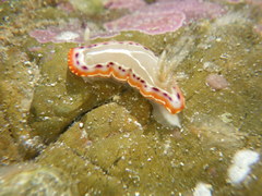 Goniobranchus setoensis