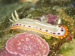 Goniobranchus setoensis